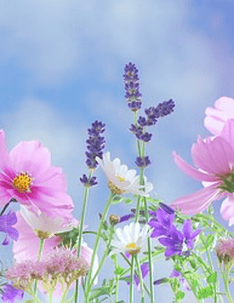 Aletha A. Ndjavera Obituary