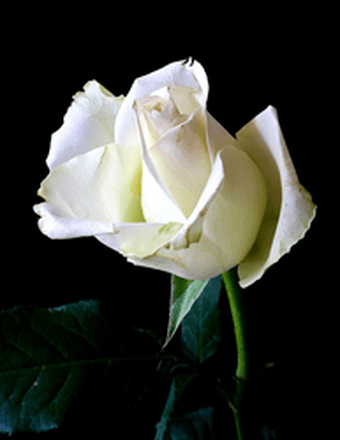 Bailey J. Judd Obituary