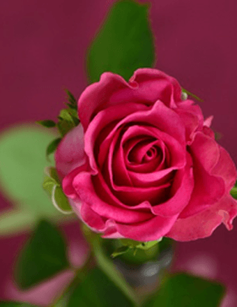 Michele L. Burk Obituary