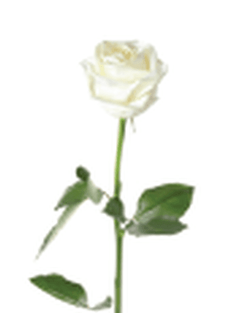 Sharon R. Bonewell Obituary