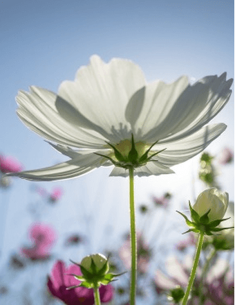 Marian H.M Eggers Obituary