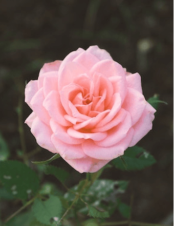 Pamela M. Schuk Obituary