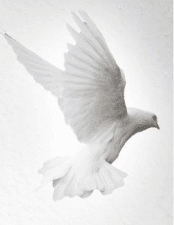 Baby Shcherdak-Steinberg Obituary